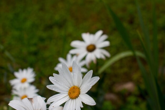 Photo white daisies growing in the garden white wildflowers