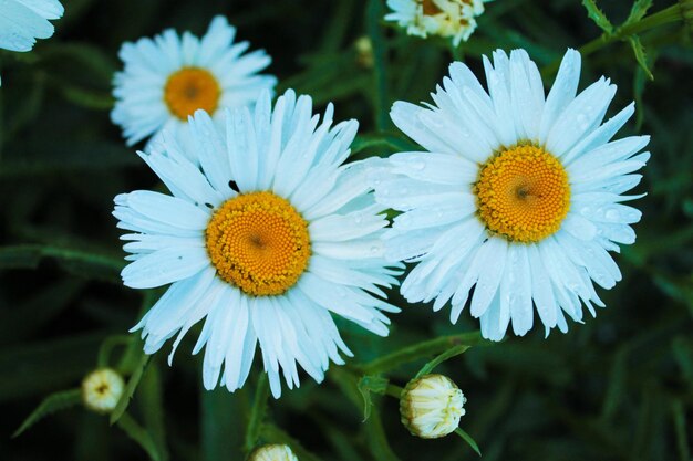 ライラックの茂みに隠れた白いヒナギク