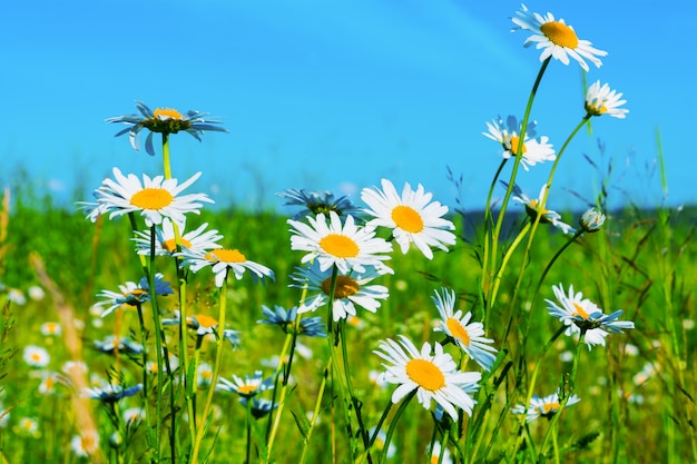 White daisies lawn on blue sky background