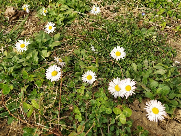 봄날 잔디밭에 흰 데이지 짧은 줄기가 땅에서 나오는 푸른 풀만 첫 번째 봄 단계 꽃이 있는 잔디 흙이 있는 흙 클로즈업