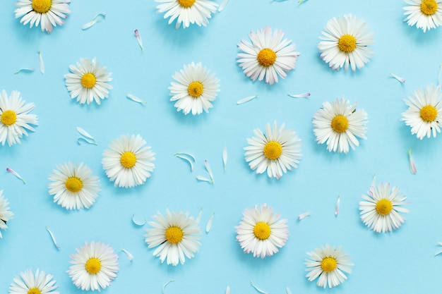 White daisies on a light blue background top view