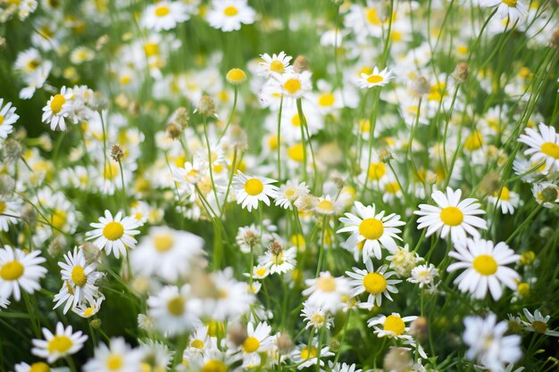 White daisies on a meadow Chamomile field