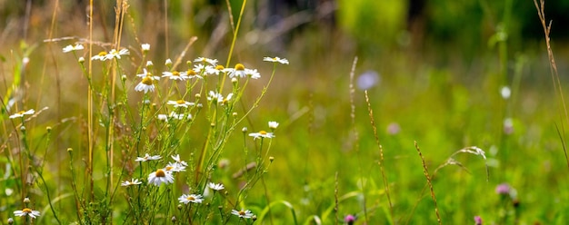 White daisies in the meadow among the grass Summer background