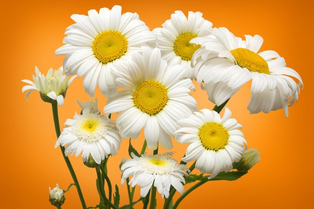 White daisies on orange background