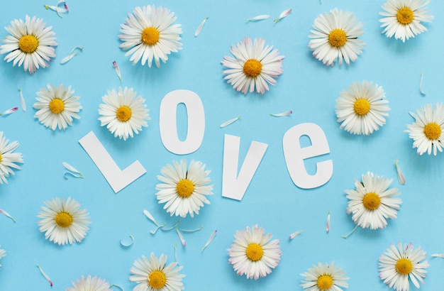 White daisies, petals and text LOVE on a light blue background top view