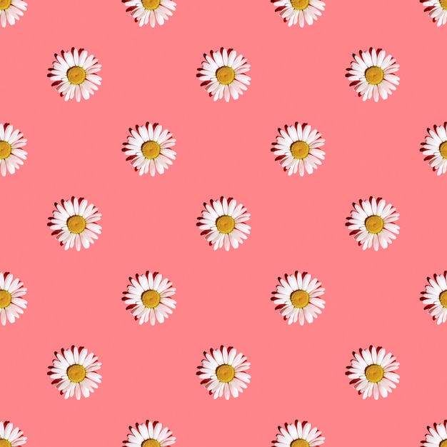 White daisies on a pink background with hard shadows