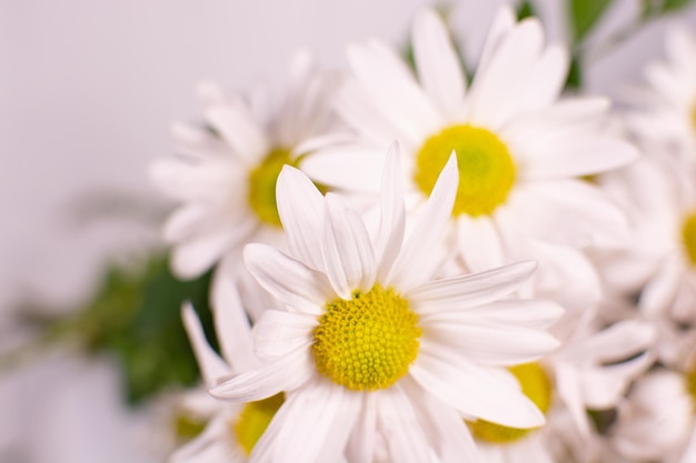 白い背景の上の白いヒナギク。白い背景の上のデイジーの花束。