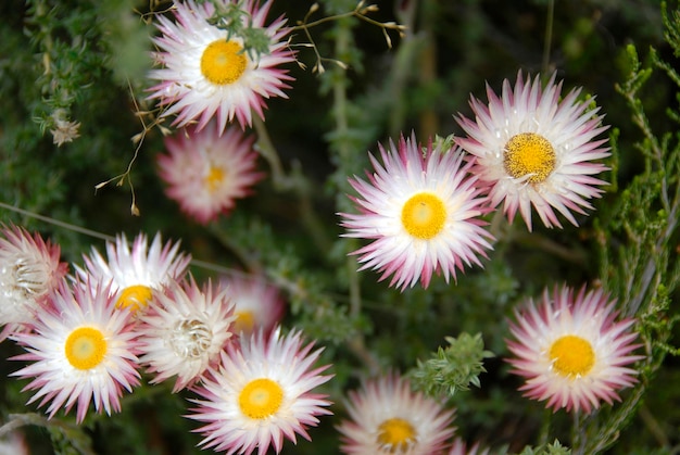 White Daisies