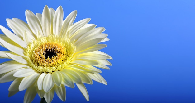 A white daisy against a blue background