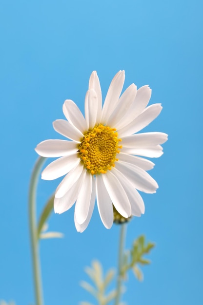 White daisy against a sky