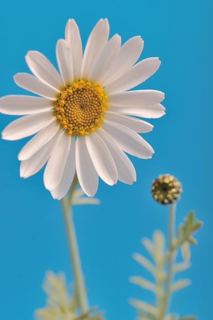 White daisy against a sky