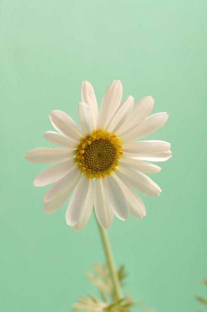 White daisy against a sky