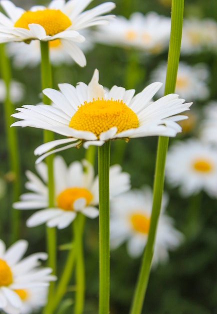 A white daisy close-up on the flower bed