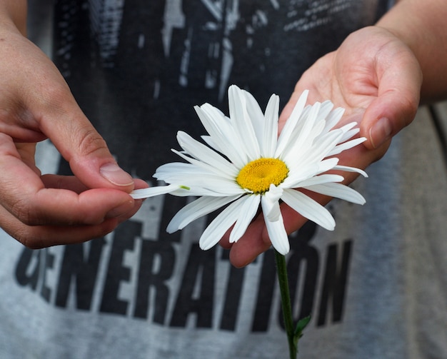 White daisy in a female human hands