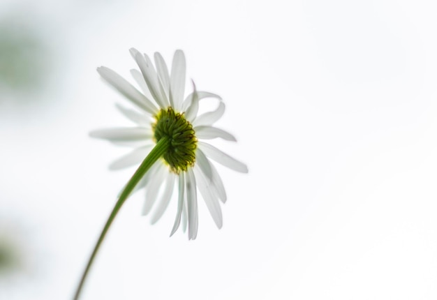 White daisy flower on the back side against the white background