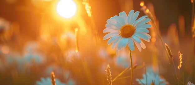 White daisy flower blooms in a field during sunset summer landscape blur background AI generated