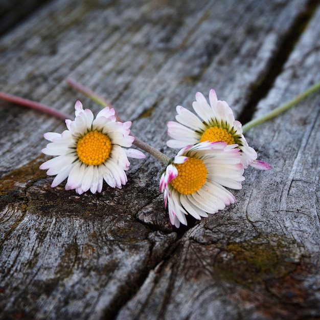 自然の中の庭で白いデイジーの花