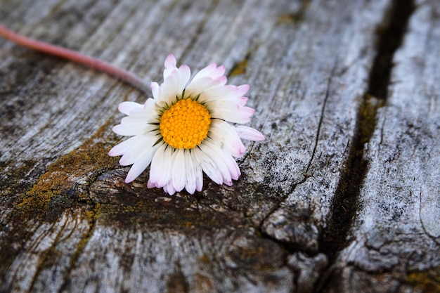 自然の中の庭で白いデイジーの花