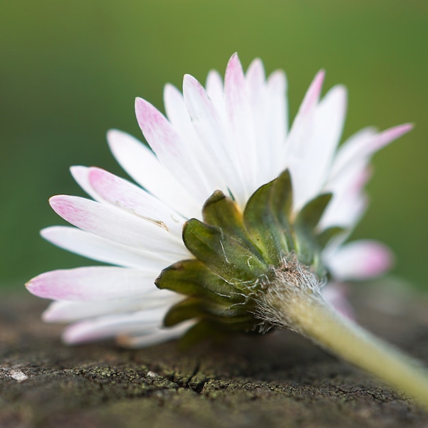цветок белой маргаритки в саду на природе
