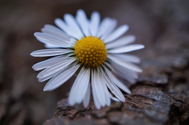 white daisy flower in the garden in the nature