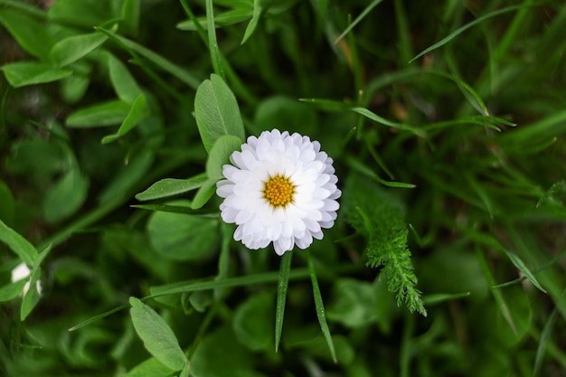White daisy flower on greenery background close up