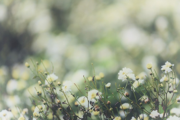 自然の中で白いデイジーの花