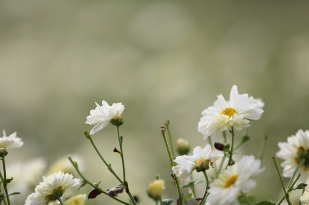 自然の中で白いデイジーの花