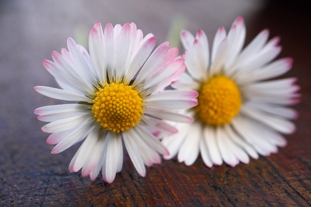 white daisy flower petals