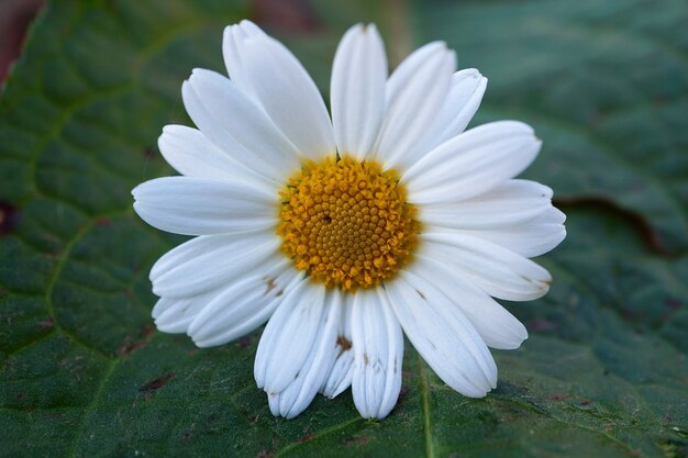 White daisy flower plant in summer in the garden, daisies in the nature