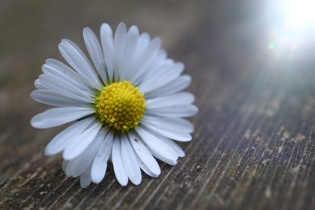 White daisy flower plant in summer in the nature