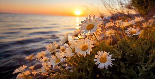 White Daisy flower sea setting sun Italy wild