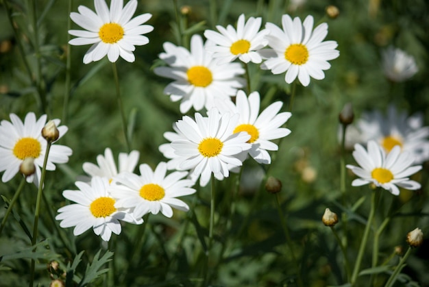 庭の日光と白いデイジーの花