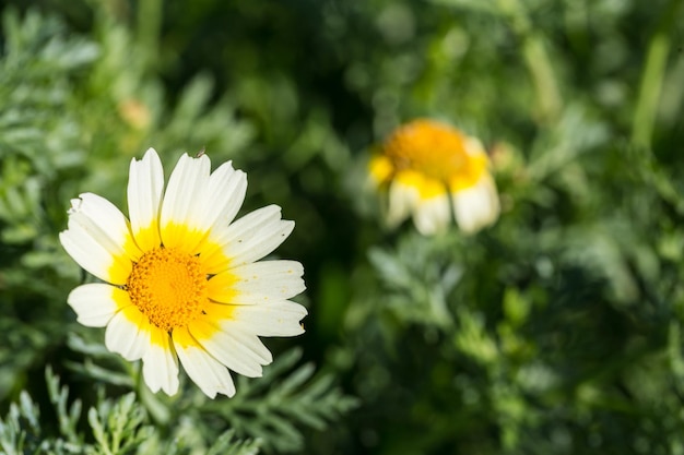 White daisy flower with yellow center in green field