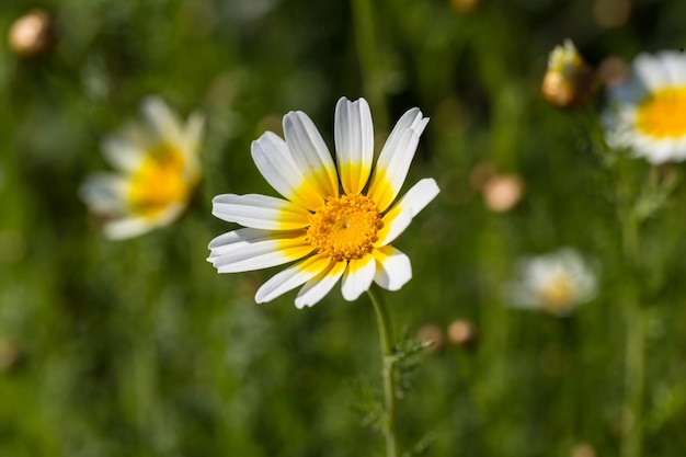 White daisy flower with yellow center in green field