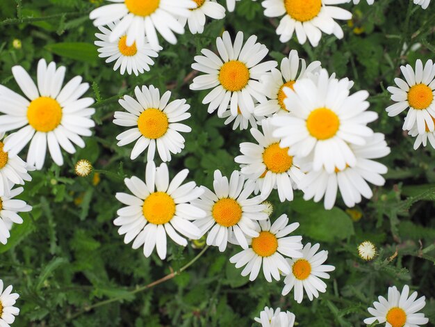 White daisy flower