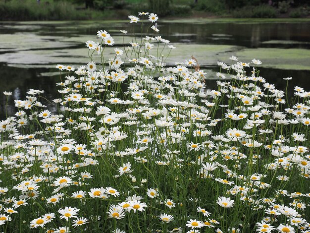 White daisy flower