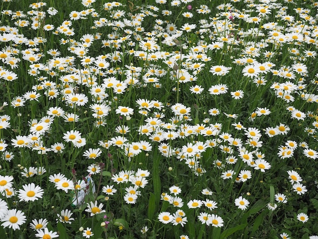 白いデイジーの花