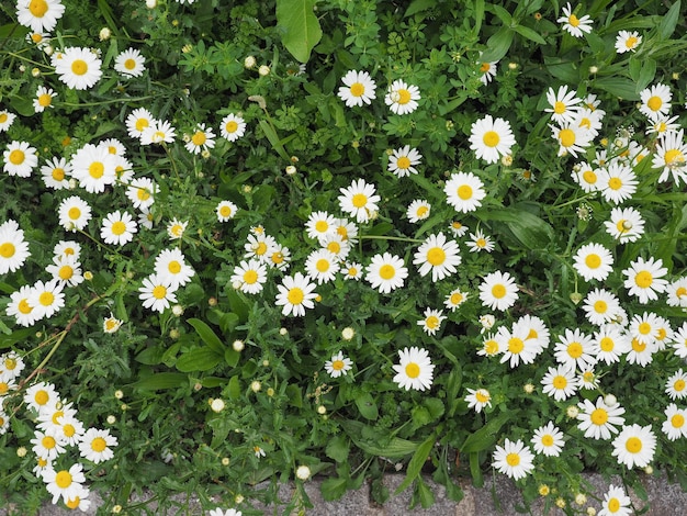 White daisy flower