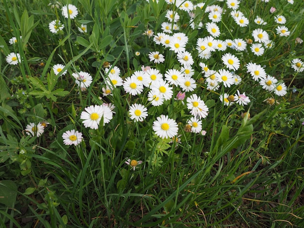 白いデイジーの花