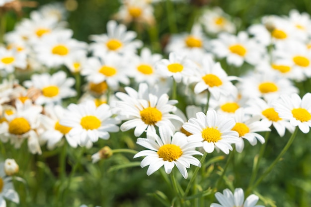 White daisy flower.