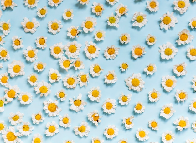 Photo white daisy flowers on blue background