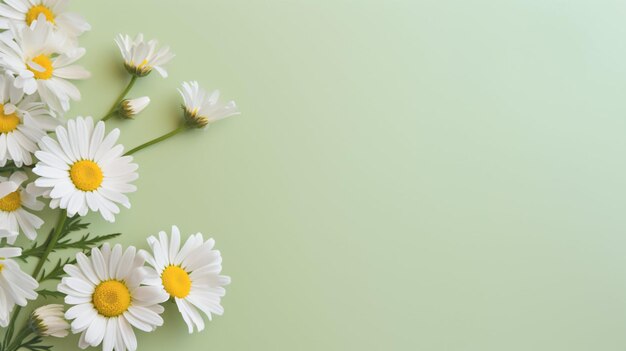 White daisy flowers chamomile flower decorated on soft pastel background