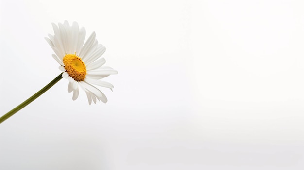 white daisy flowers chamomile flower decorated on white background