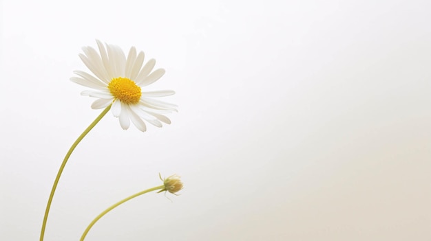 Photo white daisy flowers chamomile flower decorated on white background