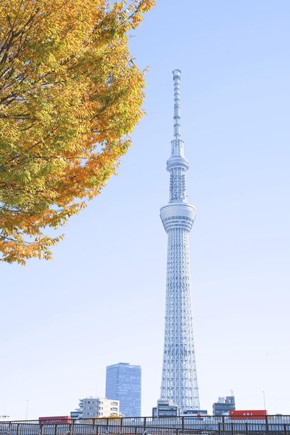 写真 背景の白いデイジー花 自然の野生のカモミール