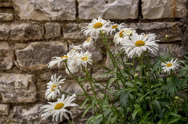 정원 클로즈업에서 자라는 흰색 데이지 꽃은 오래된 돌담의 배경에 대해 자랍니다