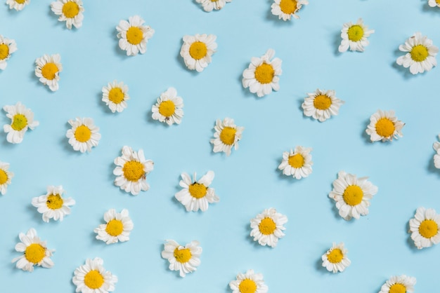 White Daisy Flowers op blauwe achtergrond