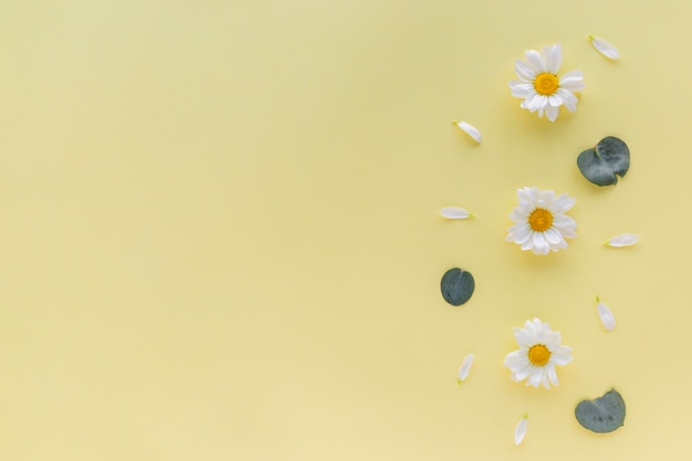 Foto fiori bianchi margherita; petalo e foglia su sfondo giallo con copyspace