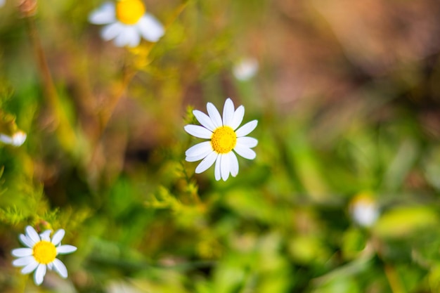 White Daisy Flowers .Spring Concept.