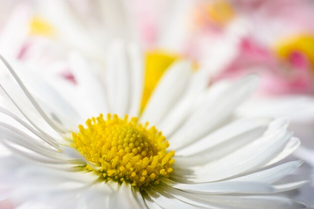 黄色のコアとピンクの花びらを持つ白いデイジーの花